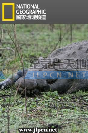 鱷魚短片：鱷魚的黑暗面(全集)